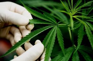 Buy Marijuana Online