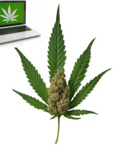 Cannabis Online Order